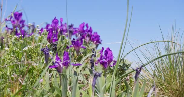Este Fascinante Metraje Captura Elegante Iris Púrpura Floreciendo Medio Tapiz — Vídeos de Stock