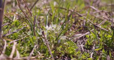 Video, çiçekli mücevherin doğal çevresindeki ahenkli birlikteliğini tasvir ediyor, vahşi doğanın arka planına karşı onun ışıltılı zarafetine bir bakış sunuyor..