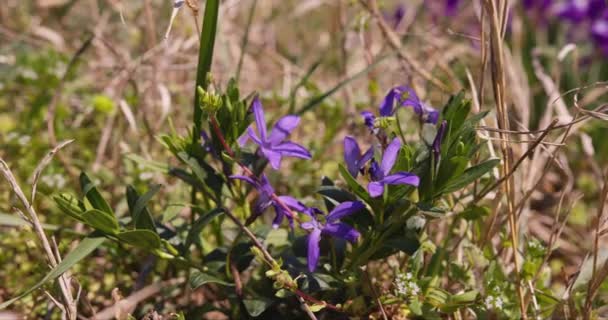 Mesmerizing Footage Captures Graceful Purple Iris Blooming Amidst Tapestry Wildflowers — Stock Video