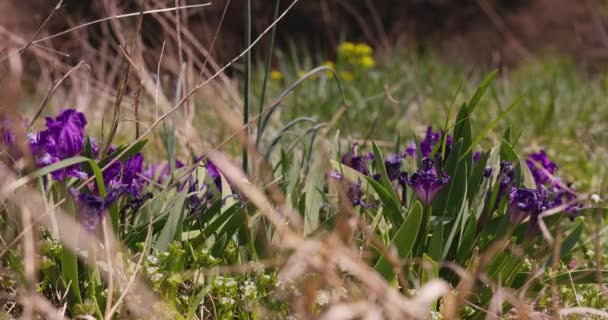 Tato Fascinující Záběry Zachycuje Půvabné Fialové Duhovky Kvetoucí Gobelínu Divokých — Stock video