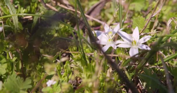 ビデオは自然の環境の中で花の宝石の調和のとれた共存を描き 野生の背景に対するその輝かしい優雅さを垣間見ることができます — ストック動画