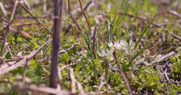 影片描绘了花卉宝石在自然环境中的和谐共存 在野外的背景下提供了其灿烂优雅的一瞥 — 图库视频影像