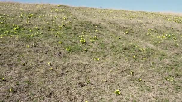この魅惑的な映像は 黄色い野生の花の放射状のカーペットで日光浴の丘が飾られている息をのむようなシーンを示しています — ストック動画