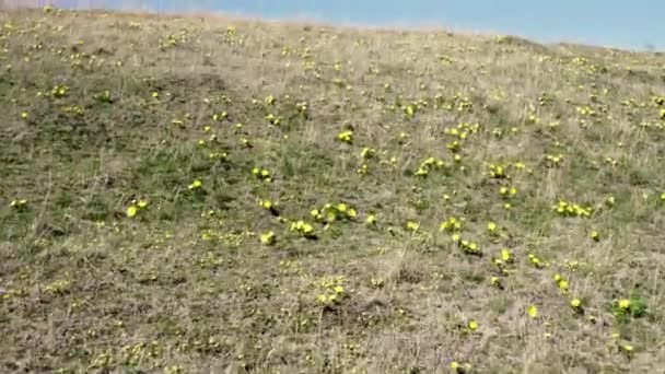 这段迷人的镜头展现了一幅令人叹为观止的景象 阳光灿烂的小山装饰着一条黄色野花的红地毯 — 图库视频影像