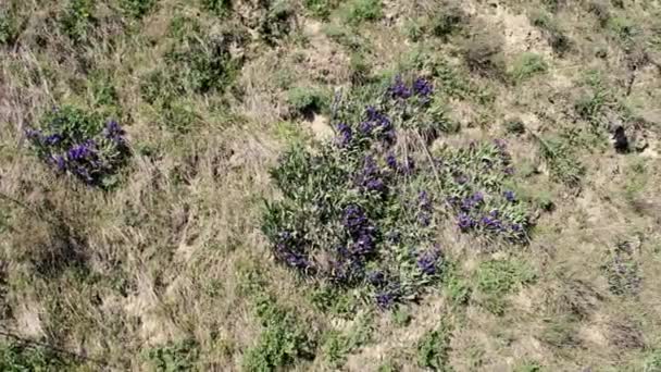 Cette Séquence Fascinante Capture Iris Violet Gracieux Qui Fleurit Milieu — Video