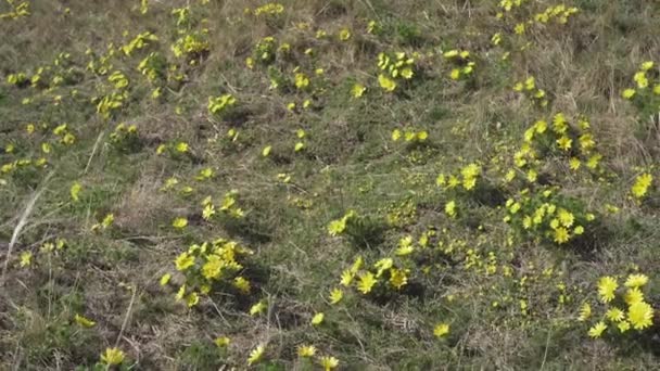 この魅惑的な映像は 自然で野生の生息地で咲く黄色いピアサントの目の繊細な美しさを示しています — ストック動画