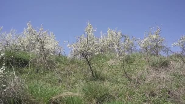 Este Cautivador Metraje Muestra Floreciente Arbusto Adornado Con Delicadas Flores — Vídeo de stock