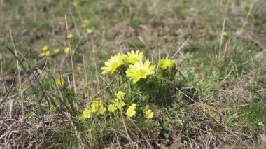 Bu büyüleyici görüntü Sarı Sülün Gözü 'nün doğal ve vahşi ortamında açtığı narin güzelliğini gözler önüne seriyor.