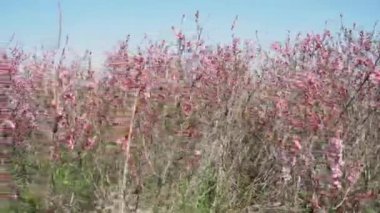 Prunus tenella, cüce Rus bademi, güzel pembe çiçekleri olan, vahşi doğada büyüyen