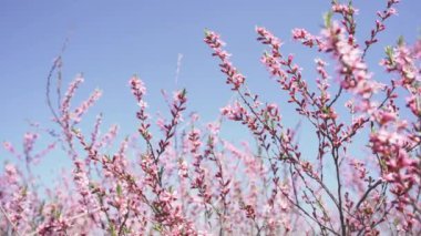 Prunus tenella, cüce Rus bademi, güzel pembe çiçekleri olan, vahşi doğada büyüyen