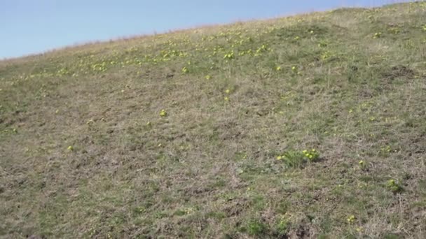 这段迷人的镜头展现了一幅令人叹为观止的景象 阳光灿烂的小山装饰着一条黄色野花的红地毯 — 图库视频影像