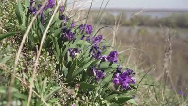 这个迷人的镜头捕捉到美丽的紫色虹膜在野花和生机勃勃的野草的挂毯中绽放 — 图库视频影像
