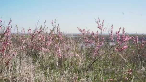 Prunus Tenella Törpe Orosz Mandula Gyönyörű Rózsaszín Virágokkal Vadonban — Stock videók
