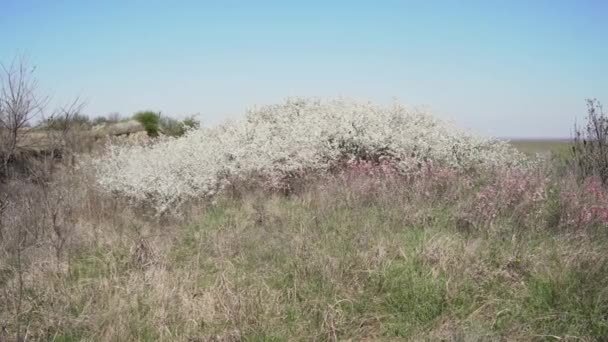 この魅惑的な映像は 未知の荒野の中心に繊細な白い花で飾られた繁栄している茂みを示しています — ストック動画