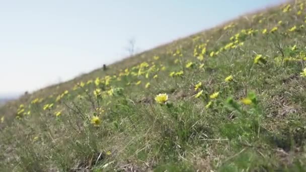 Ten Urzekający Materiał Ukazuje Delikatne Piękno Żółtego Oka Bażanta Gdy — Wideo stockowe