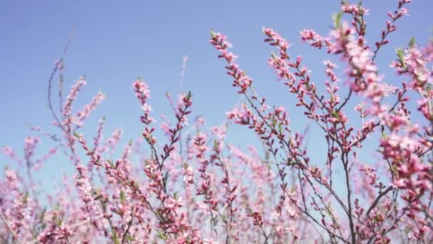 Prunus Tenella Karzeł Rosyjski Migdał Pięknymi Różowymi Kwiatami Rosnący Dziczy — Wideo stockowe