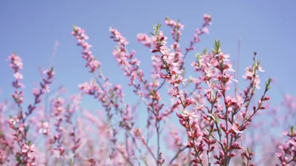Prunus Tenella Dwarf Russian Almond Beautiful Pink Flowers Growing Wilderness — Stock Video