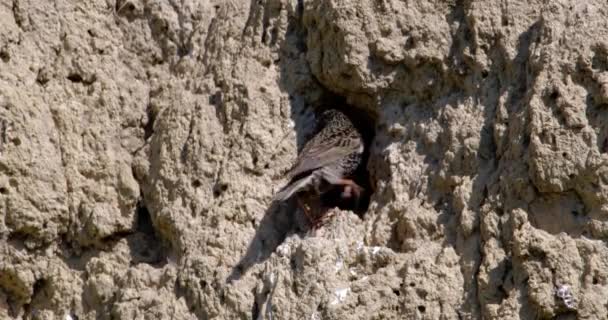 Starling Front Nest Food Its Beak — Stock Video