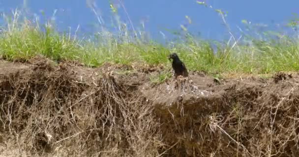 Starlingová Stojí Okraji Trávy Zobáku Drží Brouka — Stock video