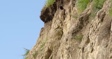 Arı yiyen bir kuş baharda yuvasının önündeki güneşte dinlenir.