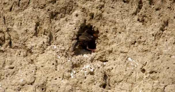 Een Spreeuw Valt Een Nest Bijeneters Aan Een Rots — Stockvideo