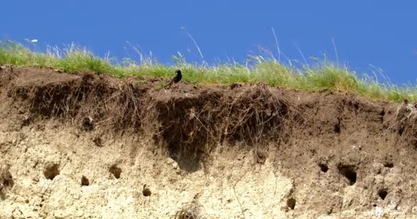 Stare Stehen Auf Dem Rand Der Nester Der Kolonien Gras — Stockvideo