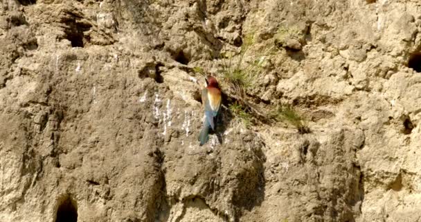 Bee Eater Bird Rests Sun Front Its Nest Spring — Stock Video