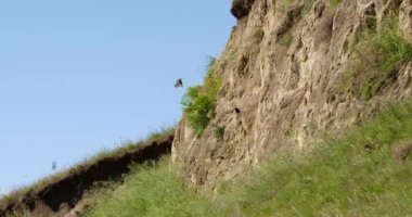 Arı yiyiciler, sömürge yuvalarının ortasında uçarlar.