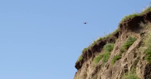 Bee Eaters Fly Middle Colonial Nests — Stock Video