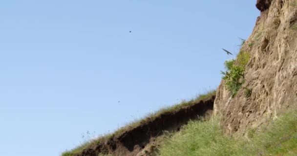 蜂鸟在它们殖民巢穴的中间飞来飞去 — 图库视频影像