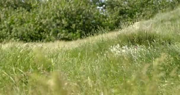 Dieses Fesselnde Filmmaterial Bietet Eine Flache Perspektive Auf Wildes Unkraut — Stockvideo