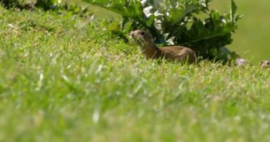 Arazi sincabı yiyecek aramak için yeşil alanda hoplayıp zıplıyor.