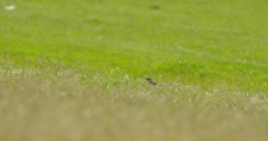 Arazi sincabı yiyecek aramak için yeşil alanda hoplayıp zıplıyor.