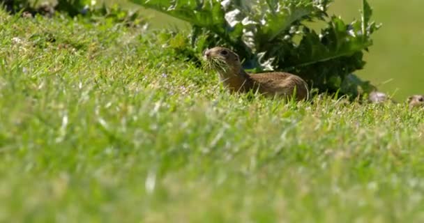 Wiewiórka Gruntowa Skacze Zielonym Polu Poszukiwaniu Pożywienia — Wideo stockowe