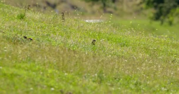 Esquilo Terra Pulando Torno Campo Verde Busca Comida — Vídeo de Stock