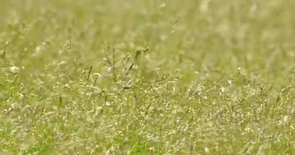 Cette Séquence Captivante Offre Une Perspective Faible Angle Mauvaises Herbes — Video