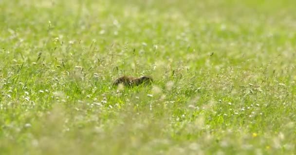 Σκίουρος Εδάφους Hopping Γύρω Από Πράσινο Πεδίο Αναζήτηση Τροφίμων — Αρχείο Βίντεο