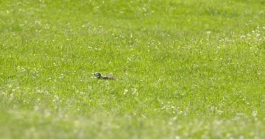 Arazi sincabı yiyecek aramak için yeşil alanda hoplayıp zıplıyor.