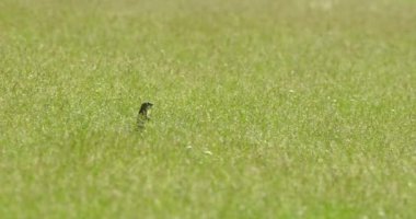 Arazi sincabı yiyecek aramak için yeşil alanda hoplayıp zıplıyor.