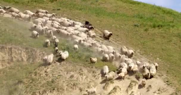 この爽快な映像は ほこりの国道に沿って熱狂的に走る羊の群れの活気ある場面を捉えています — ストック動画
