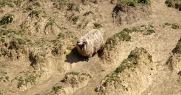 Ten Urzekający Materiał Rejestruje Pogodną Scenę Owcy Płynącej Wdziękiem Dół — Wideo stockowe