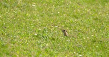 Arazi sincabı yiyecek aramak için yeşil alanda hoplayıp zıplıyor.