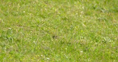 Arazi sincabı yiyecek aramak için yeşil alanda hoplayıp zıplıyor.