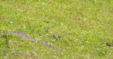 Arazi sincabı yiyecek aramak için yeşil alanda hoplayıp zıplıyor.