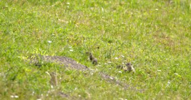 İki yer sincabı yiyecek aramak için yeşil alanda hoplayıp zıplıyorlar.