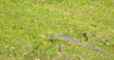 İki yer sincabı yiyecek aramak için yeşil alanda hoplayıp zıplıyorlar.