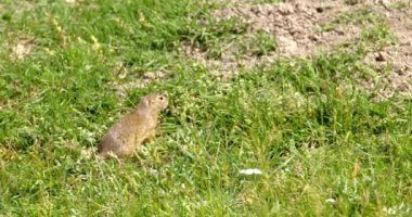 Arazi sincabı yiyecek aramak için yeşil alanda hoplayıp zıplıyor.