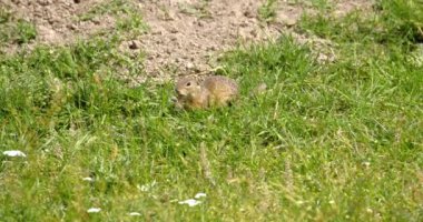 Arazi sincabı yiyecek aramak için yeşil alanda hoplayıp zıplıyor.