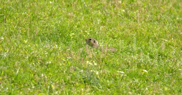 Ground Squirrel Hopping Green Field Search Food — Stock Video