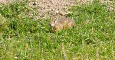 Arazi sincabı yiyecek aramak için yeşil alanda hoplayıp zıplıyor.
